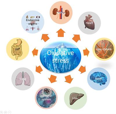 Editorial: Oxidative Stress Revisited—Major Role in Vascular Diseases, Volume II